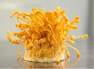 The Effectiveness of Cordyceps militaris Extract in Lowering Uric Acid Levels