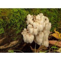 Mushroom Extracts Powder