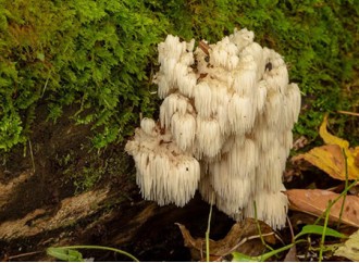 Evaluating the Benefits of a Mixture of Mushroom Extract Powder