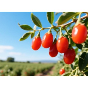 Goji Extract Powder: The Good Supplements For Your Eyes