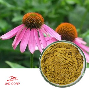 Echinacea Extract Polyphenol & Cichoric acid 4%