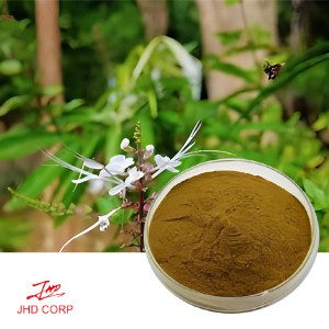 Kacip Fatimah Extract